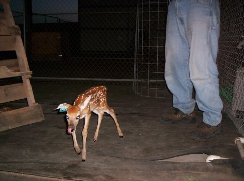 1986 Ford Bronco - A young fawn with a blue ear tag is captured in this scene, its tongue sticking out.
