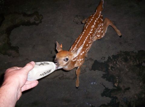 1986 Ford Bronco - A fawn is being bottle-fed, with text visible on the feeding bottle.