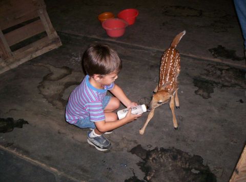 1986 Ford Bronco - A young boy is bottle-feeding a fawn in an indoor area with a concrete floor.