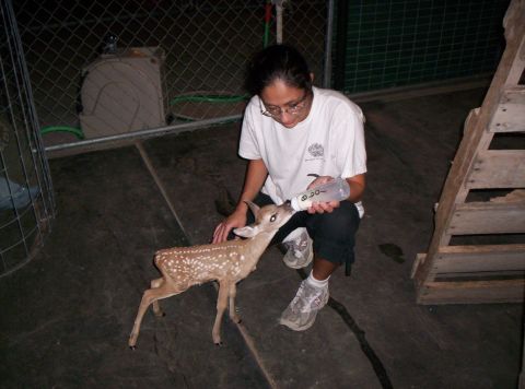 1986 Ford Bronco - A person bottle-feeds a spotted fawn in an enclosure.