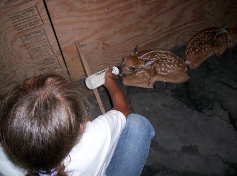1986 Ford Bronco - A person bottles feeds a fawn while another fawn rests nearby. The fawns have spotted coats and appear to be young.