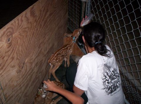 1986 Ford Bronco - A person is bottle-feeding a fawn while other fawns are present in a pen.