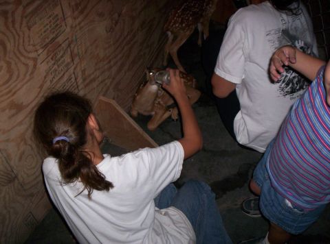 1986 Ford Bronco - Several fawns are being bottle-fed by people inside a rustic enclosure.