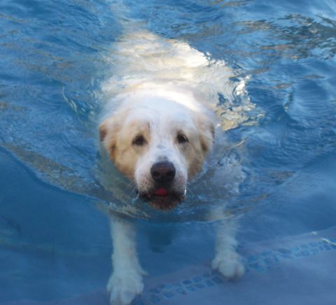 1994 Ford F-150 - A dog swims in a pool, looking towards the camera.