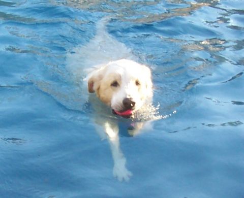 1994 Ford F-150 - A dog enjoys a swim in the pool, with the Supermotors.net logo visible at the bottom right.