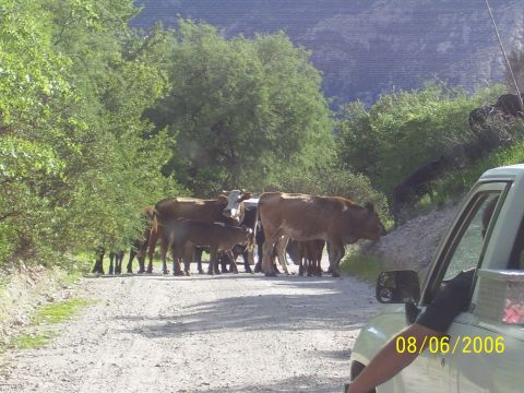 1981 Chevrolet C/K Pickup - dam cows in the way