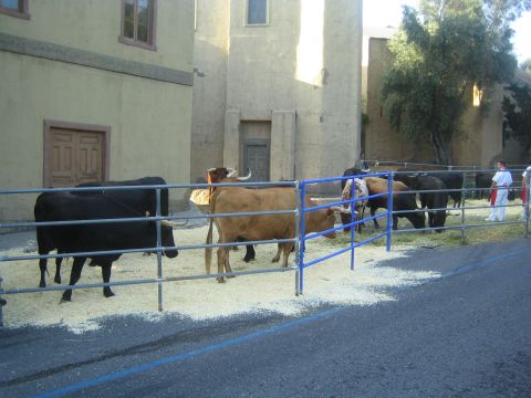 1990 Ford Bronco - Black and brown cattle stand in a temporary blue-railed pen on a street beside a tan stucco building.