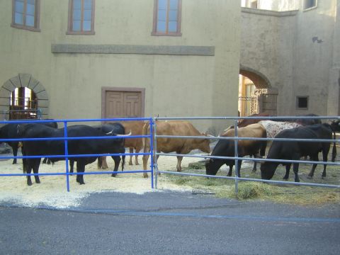 1990 Ford Bronco - herd of cattle, including a long-horned steer, feed within a blue metal pen on a paved street.