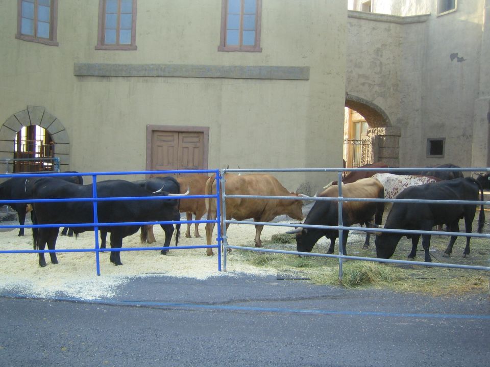 Cattle including a longhorn feeding in a blue-railed street pen