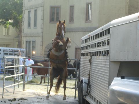 1990 Ford Bronco - chestnut horse rears up on its hind legs next to a metal livestock trailer with people and pens behind.