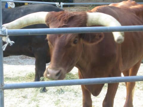 1990 Ford Bronco - brown long-horned steer eats hay behind metal fence rails, with a black steer beside it.