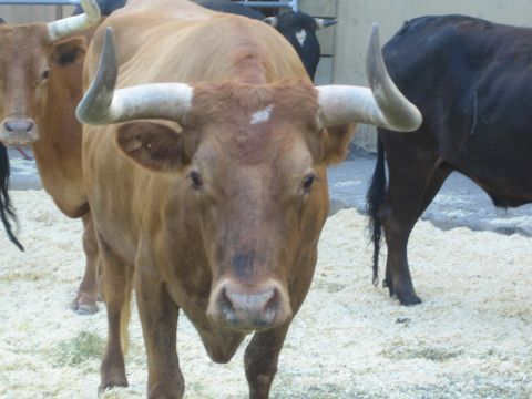 1990 Ford Bronco - tan horned steer faces the camera amid other cattle standing on sawdust-covered ground.