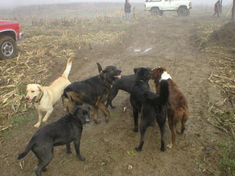 1978 Ford Bronco - A group of dogs are in a muddy field with two vehicles visible in the background.