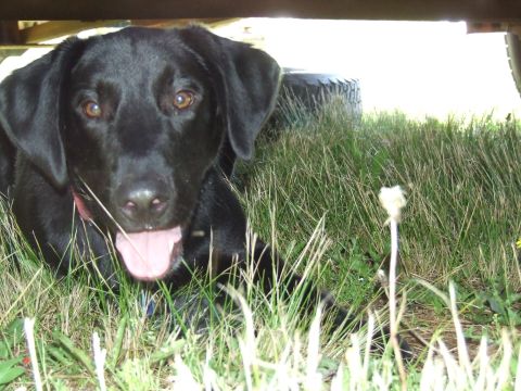 1986 Ford Bronco - Black dog resting in the grass near a tire.