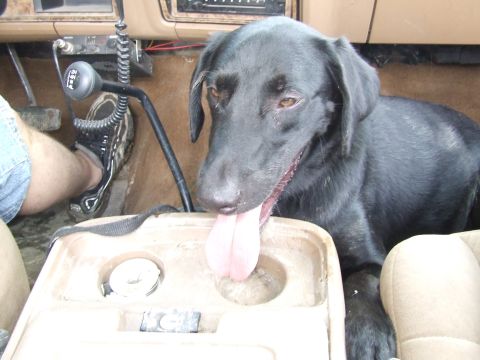 1986 Ford Bronco - A black dog rests its head on the center console of a vehicle, with its tongue lolling out.