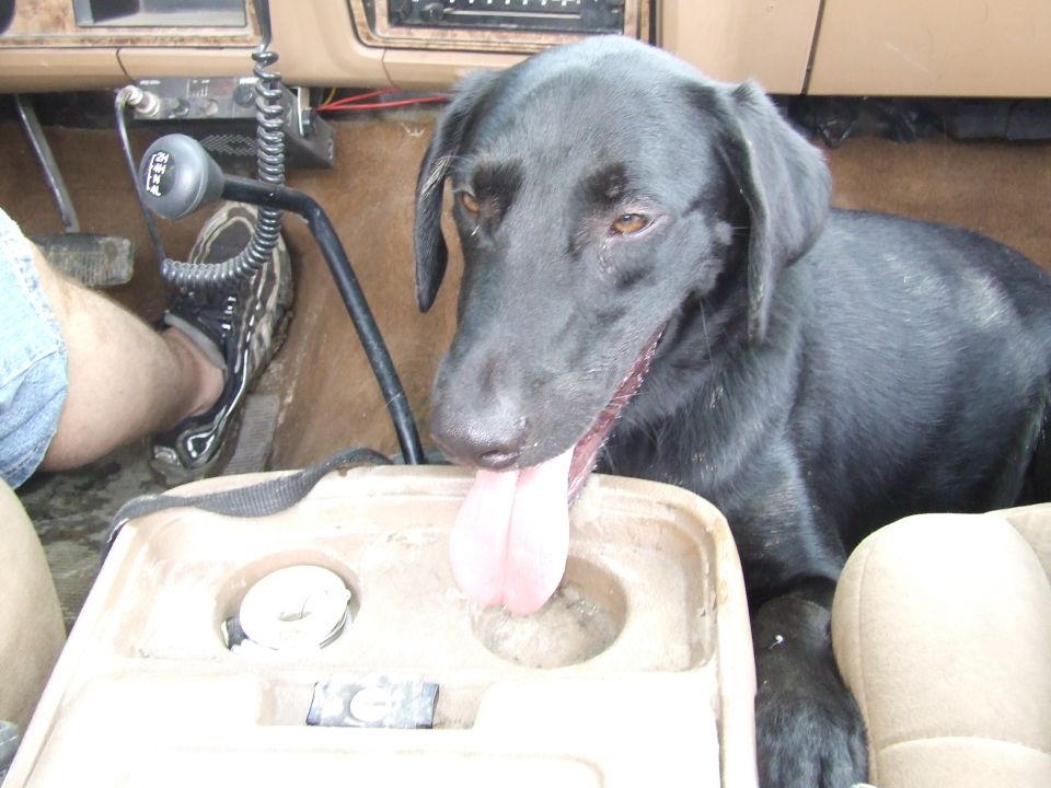 Black dog with tongue hanging out sits in the passenger seat of a vehicle, near the center console