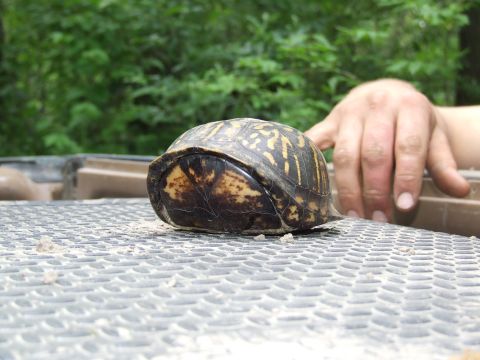 1986 Ford Bronco - A turtle is resting on a textured surface, with a person's hand nearby.