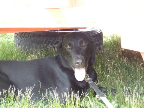 1986 Ford Bronco - A black dog rests in the shade of an orange structure, with a tire visible in the background.