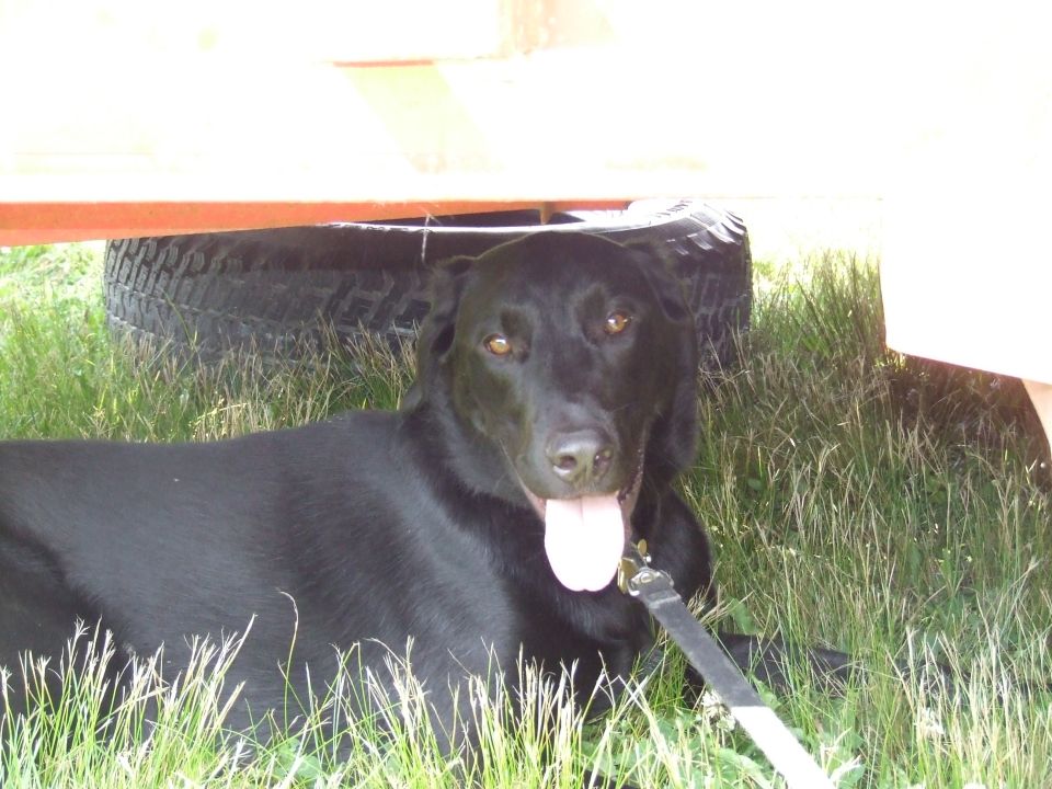 Black dog with tongue out lying on grass under an orange structure with a tire visible behind it