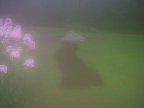 2001 Ford Crown Victoria - A dark shadow stretches across a green lawn, with pink flowers in the foreground and a small white structure in the background.