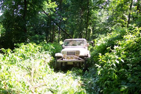 1978 Ford Bronco - A Jeep Wrangler navigates a narrow, overgrown trail surrounded by lush green foliage.