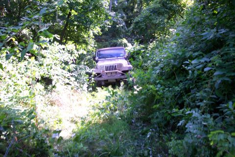 1978 Ford Bronco - A tan Jeep Wrangler navigates a wooded trail, its front grille and bumper visible amidst overgrown vegetation.