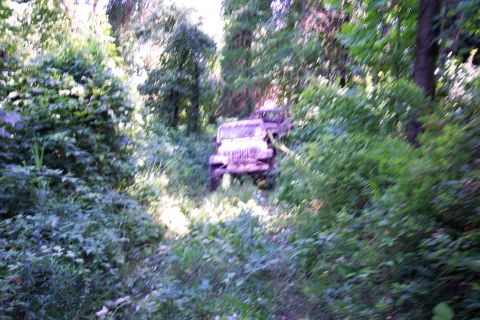 1978 Ford Bronco - Two older military-style trucks are partially obscured by foliage on a dirt path.