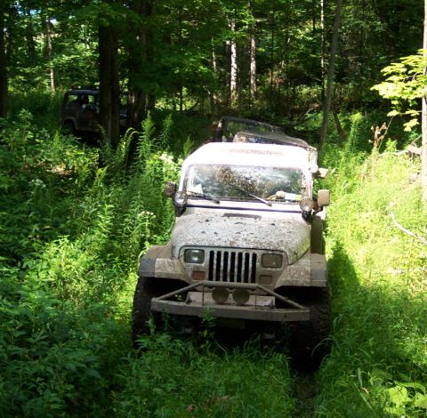 1978 Ford Bronco - Two Jeeps navigate a dense, overgrown forest trail on a sunny day.