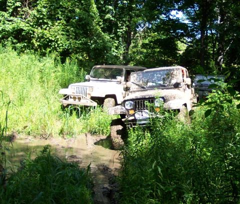 1978 Ford Bronco - Two Jeep Wranglers navigate a muddy trail surrounded by dense foliage.