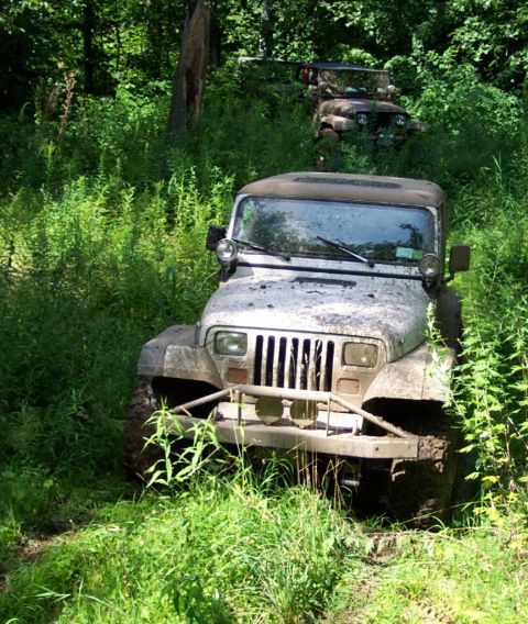 1978 Ford Bronco - Two mud-covered Jeeps are stuck in dense foliage on a trail.