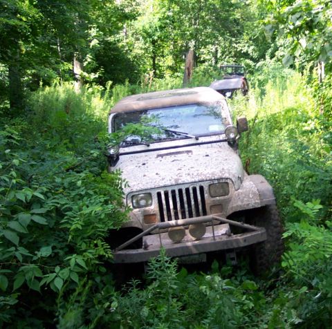 1978 Ford Bronco - Two Jeep Wranglers traverse a dense, wooded path, partially obscured by foliage.