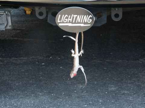 2001 Mercury Grand Marquis - A dead lizard hangs from a 'LIGHTNING' branded hitch cover on a vehicle.