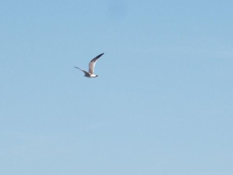 2001 Mercury Grand Marquis - A seagull soars through the sky, captured in a moment of flight.