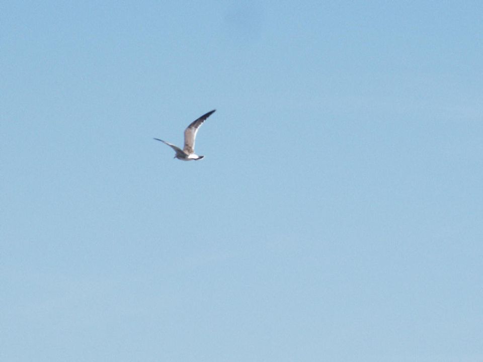 Seagull flying in a clear blue sky