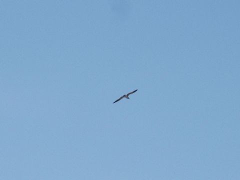 2001 Mercury Grand Marquis - A bird is captured mid-flight against a vast expanse of blue sky. A website watermark is visible in the lower right corner.