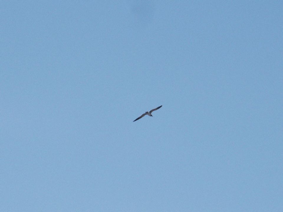 bird flying in a clear blue sky, with a website watermark at the bottom right