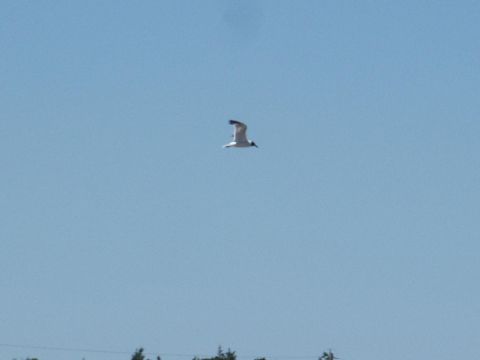 2001 Mercury Grand Marquis - A bird flies high in the sky, with a website address visible at the bottom of the frame.