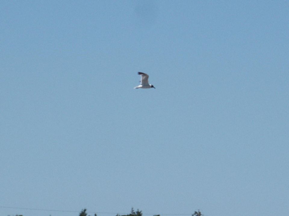 Bird in flight against a clear blue sky, with a website URL at the bottom right