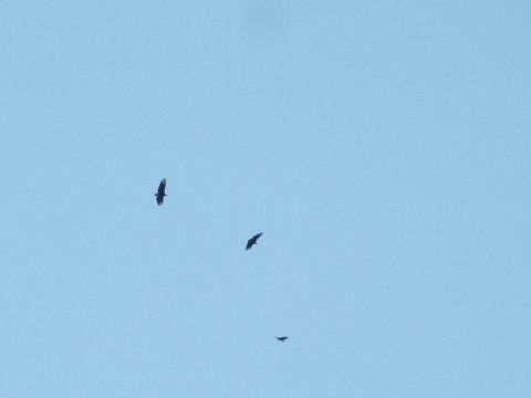 2001 Mercury Grand Marquis - Birds soaring in the sky with a watermark at the bottom right.