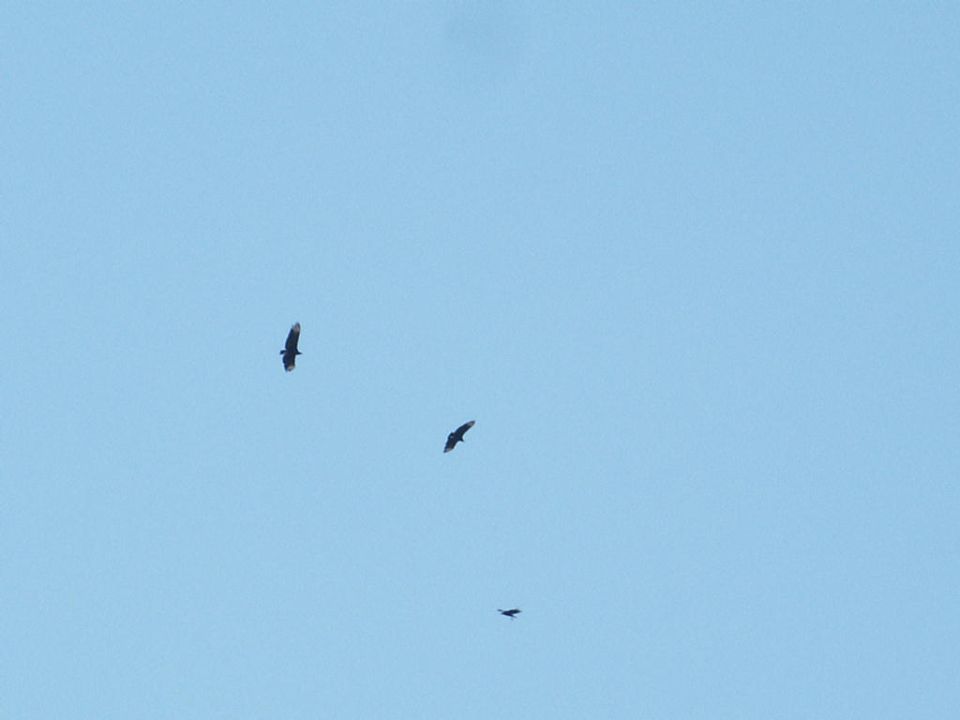 Three birds flying in a clear blue sky. Watermark at bottom right