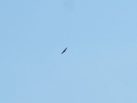 2001 Mercury Grand Marquis - A bird soars through the sky, with the Supermotors.net logo visible at the bottom right.