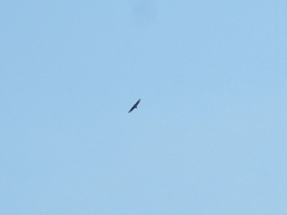 Bird flying in a clear blue sky. Supermotors.net logo in the corner