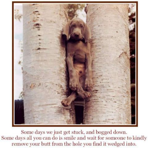 2002 Ford Crown Victoria - A puppy finds itself in a tight spot between two trees, needing a helping hand.