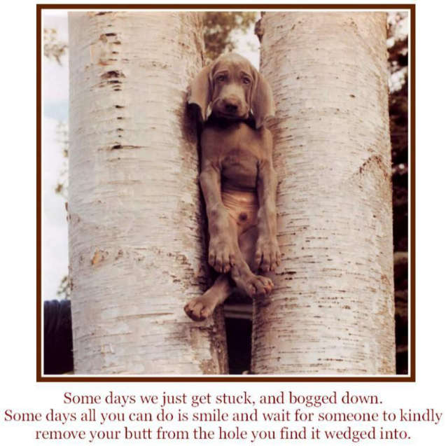 Weimaraner puppy stuck between two trees, paws crossed, looking sad