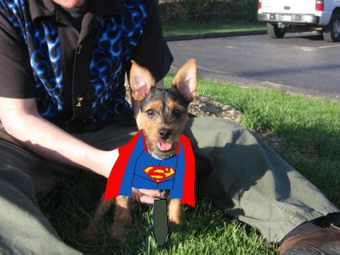 Tobi - Tobi as SuperDog May '06
