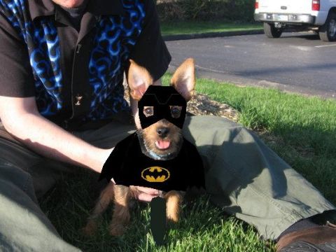 1988 Mercury Grand Marquis - pic of Tobi as BatDog May '06