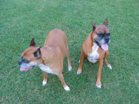 1992 Ford Mustang - Two boxer dogs are on a lawn, one standing and looking to the left, the other sitting and looking forward.