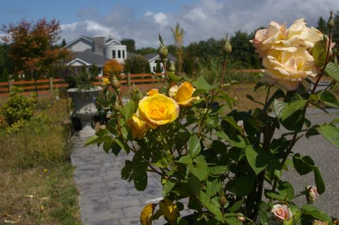 1998 Jeep TJ - Yellow roses bloom in front of a house on a sunny day.