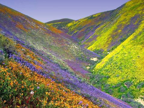1968 Ford Mustang - A vibrant display of wildflowers blankets the slopes of a valley, creating a colorful tapestry of purple, orange, and yellow.