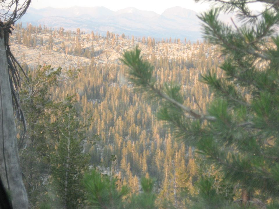View of a mountain range with many pine trees, some dead, in the foreground